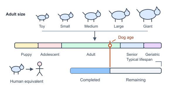 Figure for Dog Age Calculator