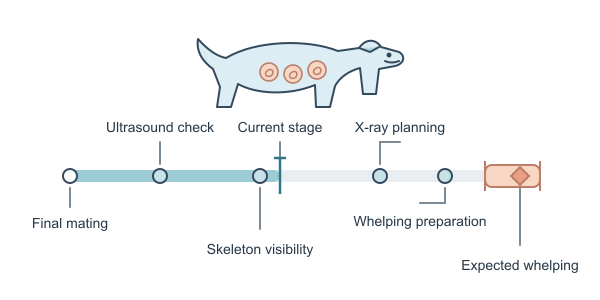 Figure for Dog Pregnancy Calculator
