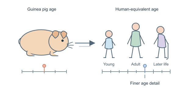 Figure for Guinea Pig Years to Human Years Calculator