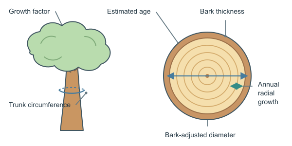 Figure for Tree Age Calculator